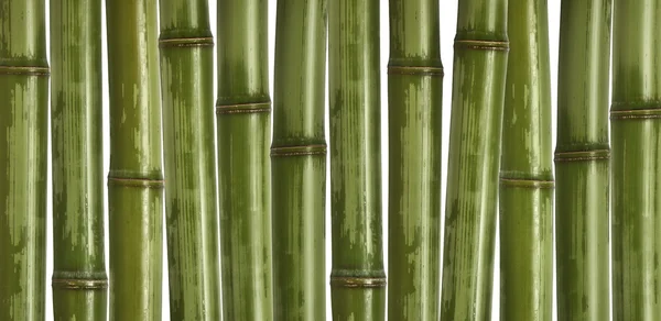 Bambus twardy tło — Zdjęcie stockowe