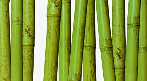 Bambus twardy tło — Zdjęcie stockowe