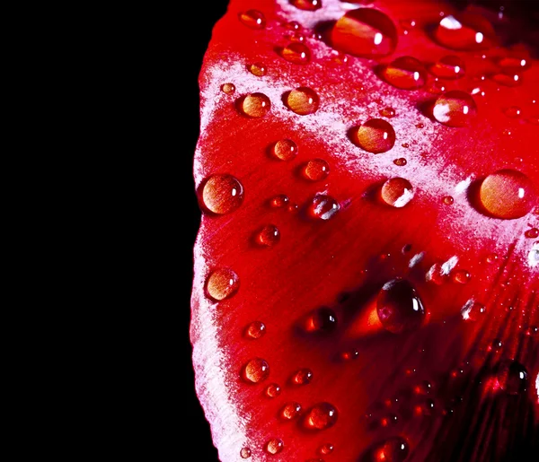Kırmızı Damla — Stok fotoğraf
