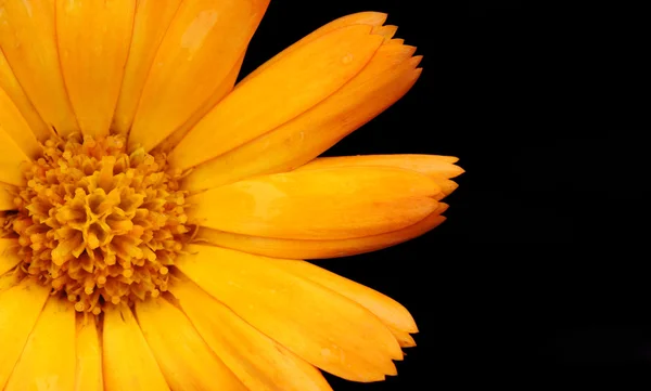Narancs virág Polárszűrő — Stock Fotó