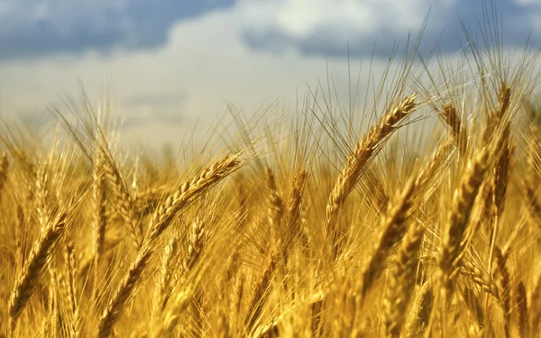 Пшениця фону — стокове фото