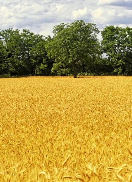 Pšenice a strom pozadí — Stock fotografie
