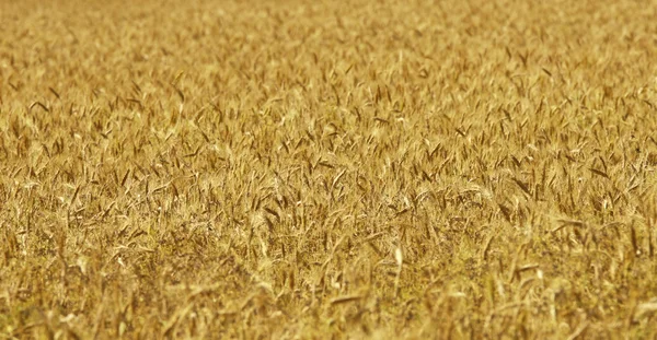 小麦背景 — 图库照片