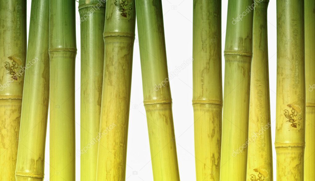Wide hard bamboo background