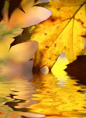 Fall tree leaf background clipart