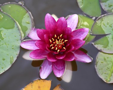 Nymphaea clipart