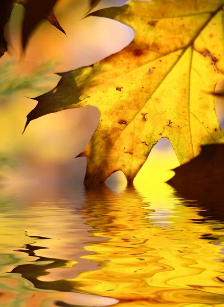 stock image Fall tree leaf background