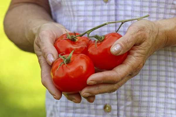 Les mains tiennent les tomates — Photo
