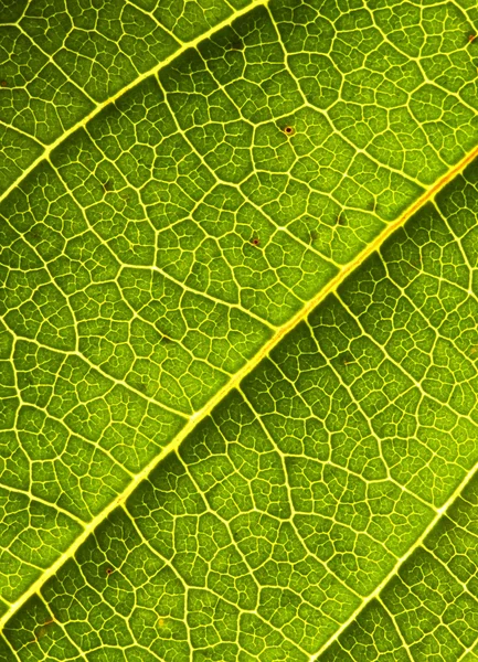 Φόντο πράσινο φύλλο — Φωτογραφία Αρχείου