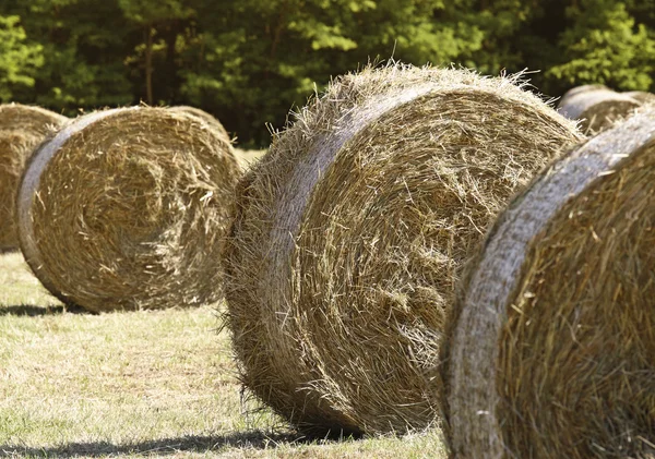 Fiedl and bales — Stock Photo, Image