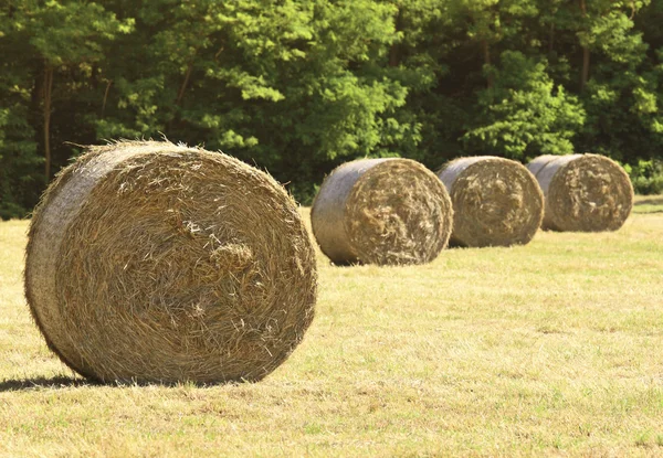 Hay bale in the fiedl — Stock Photo, Image