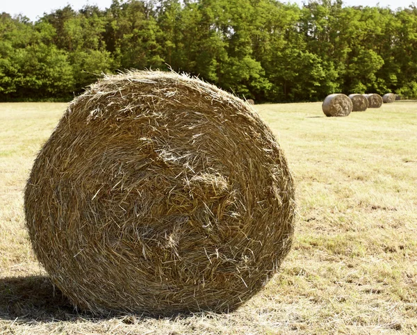 Bale hay — Stock Photo, Image