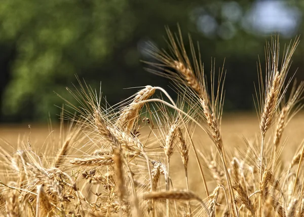 Fondo de trigo —  Fotos de Stock