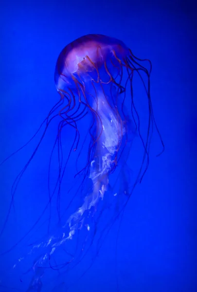 stock image Jellyfish