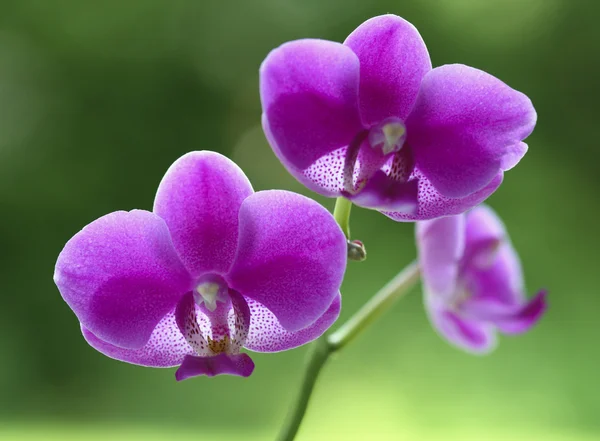 Orchidea kwiat naturalny — Zdjęcie stockowe
