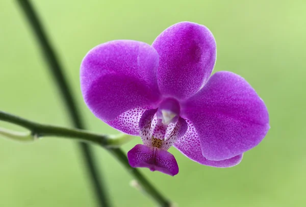 Dettaglio del Orchid — Foto Stock