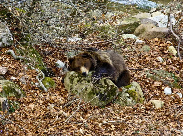 Urso italiano — Fotografia de Stock