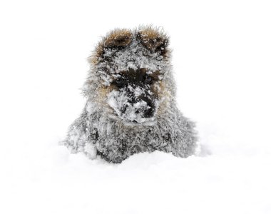 Karda Alman çoban köpeği