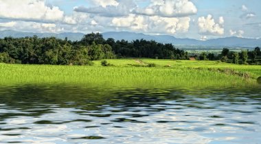 Rice field background clipart