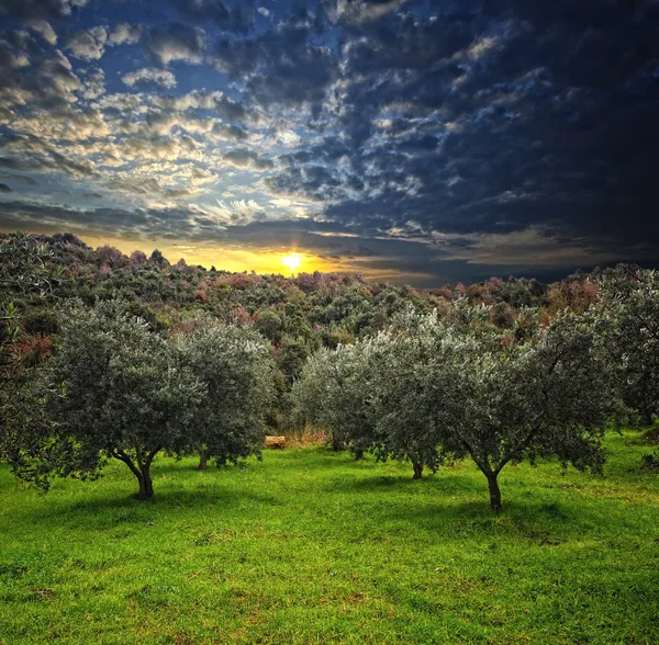 Zeytin ağacı arka plan — Stok fotoğraf