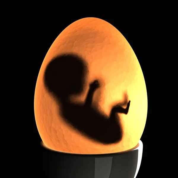 Geboren in een ei — Stockfoto