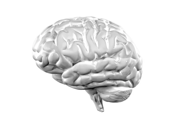 Cerebro 3d — Foto de Stock