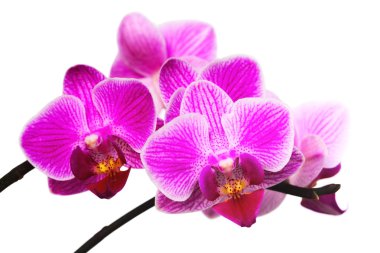 Pink orchid clipart