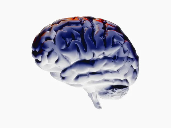 Мозок 3d — стокове фото