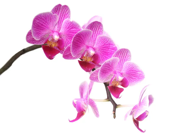 Orchidea na biały purplr — Zdjęcie stockowe