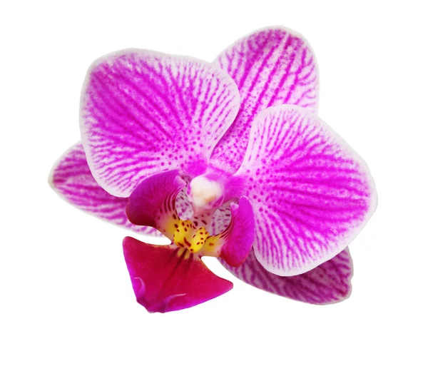 Orchideebloem op wit — Stockfoto