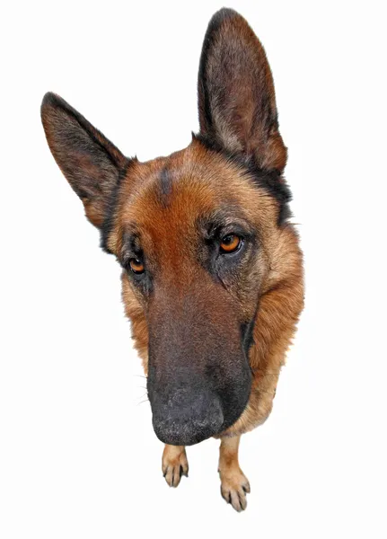 고립 된 웃 긴 강아지 — 스톡 사진