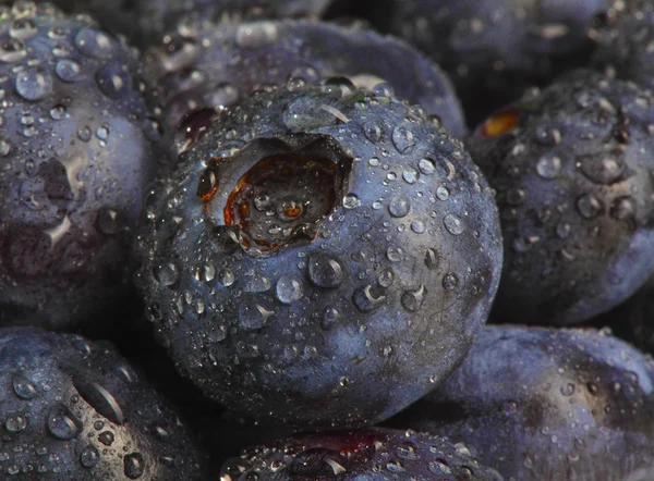 Wet blueberry datail — Stock Photo, Image