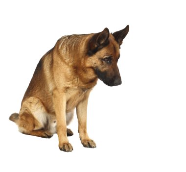 German shepard portrait clipart