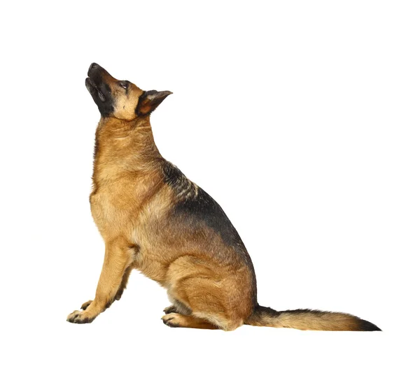 Deutscher Schäferhund auf weiß — Stockfoto
