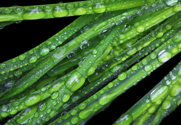 Grama verde molhada — Fotografia de Stock