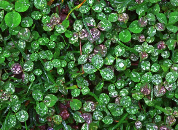Clover wet Trifolium background — Stock Photo, Image