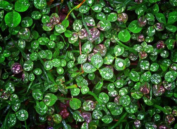 Clover wet Trifolium background — Stock Photo, Image