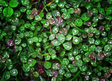 Clover wet Trifolium background clipart