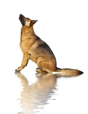 German shepard on white clipart