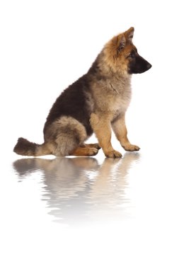 Puppy of german shepard clipart