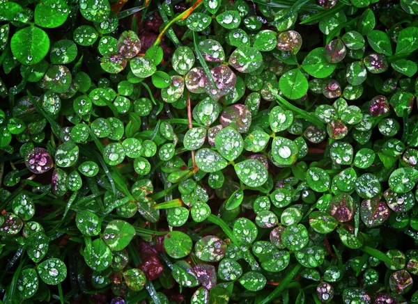 stock image Clover wet Trifolium background