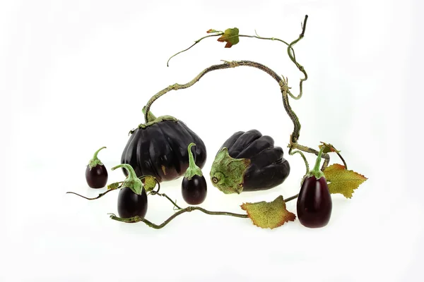 Composition from an eggplant — Stock fotografie