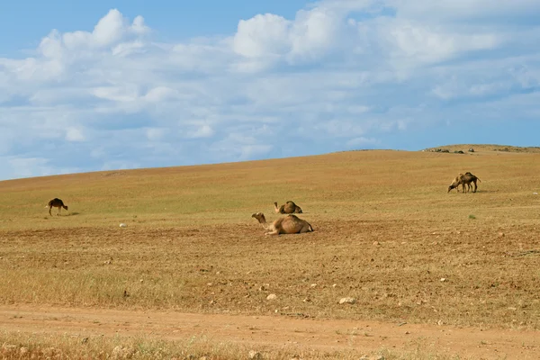 stock image Camels have a rest