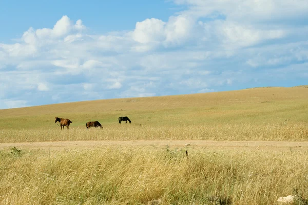 Pferde auf pratum — Stockfoto