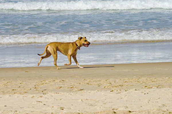 Stock image Young dog