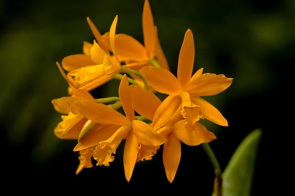 Infiorescenza arancione di un'orchidea — Foto Stock