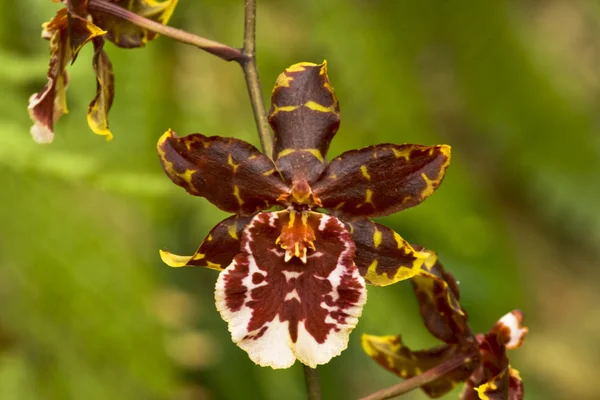 Motley orchid — Stock Photo, Image