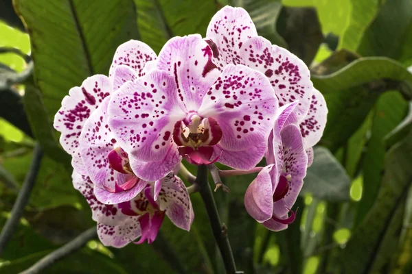 Flekatá orchidej — Stock fotografie