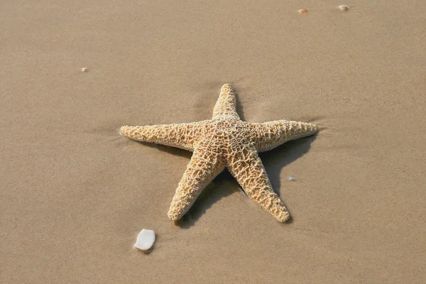 Звезда на берегу — стоковое фото