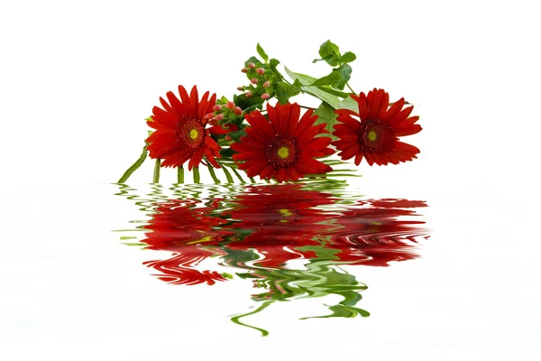 Red flowers — Stock Photo, Image